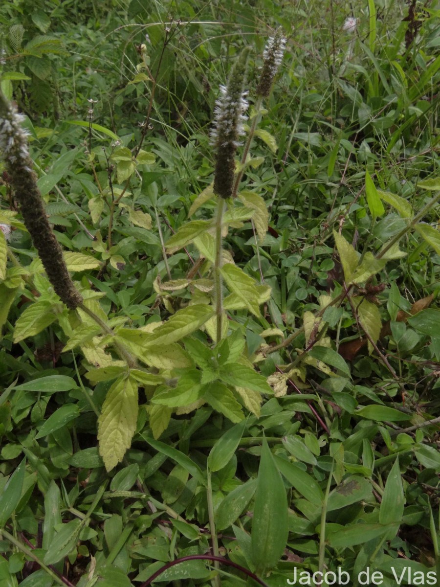 Pogostemon auricularius (L.) Hassk.